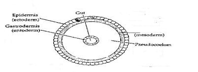 Biology Question Image
