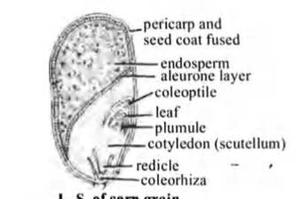 In a cereal grain the single cotyledon of embryo is represented by-