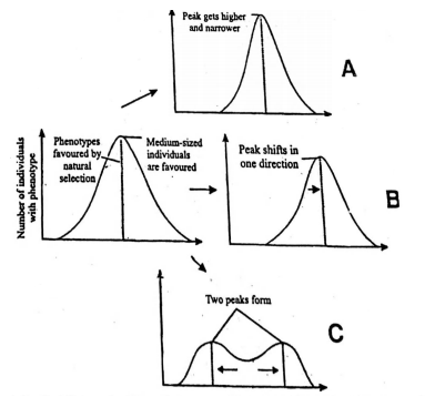 Following diagrammatic representation refers the natural selection on ...