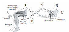 The following diagrammatic representation of reflex action shows knee ...