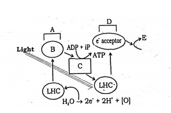 Given below is the pathway of light reaction. In which of the following ...