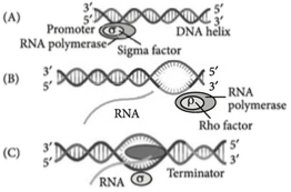 Biology Question Image