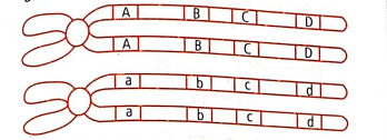 Biology Question Image