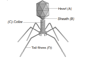 Identify A, B, C and D parts in this diagram of bacteriophage.