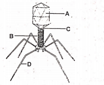 Given below is the diagram of a bacteriophage. In which one of the ...
