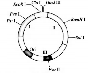 Identify the labelings I, II and III in the plasmid given below