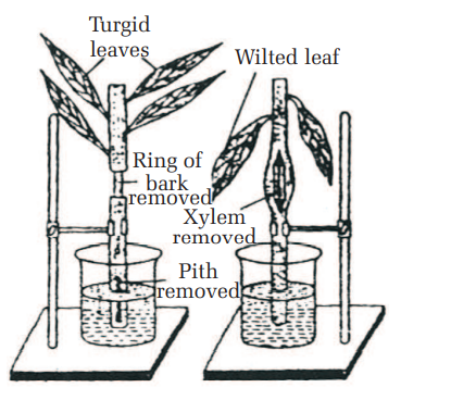 Biology Question Image