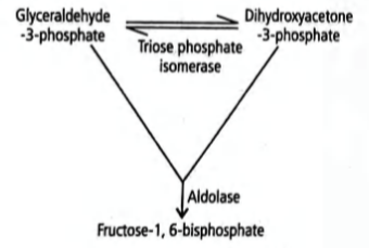 Consider the following statements regarding starch and sucrose ...