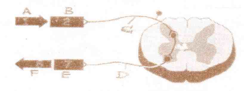 The Following Is The Scheme Showing The Path Of Reflex Arc
