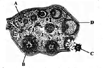 Biology Question Image