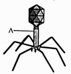 Biology Question Image