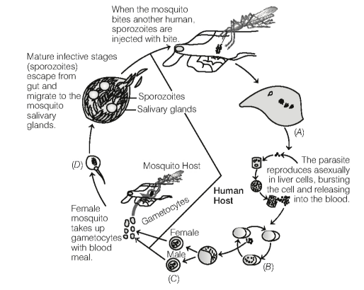 Biology Question Image
