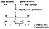 Solution Image