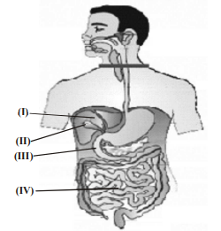 Biology Question Image