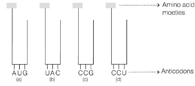 Biology Question Image