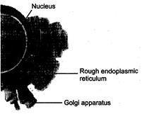 Biology Question Image