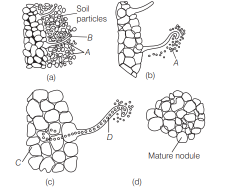 Biology Question Image