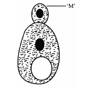 Biology Question Image