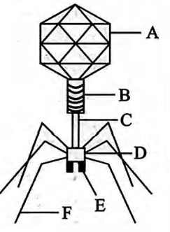 Refer to the given diagram of a virus bacteriophage. In which option ...