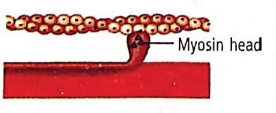 Biology Question Image