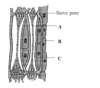 Biology Question Image