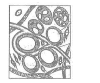 Biology Question Image