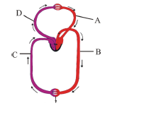 Biology Question Image