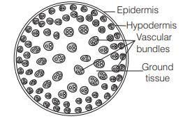Biology Question Image
