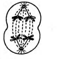 Biology Question Image