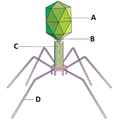 Identify A, B, C and D parts in this diagram of bacteriophage.